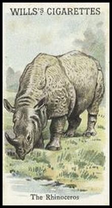 00WA Rhinoceros.jpg
